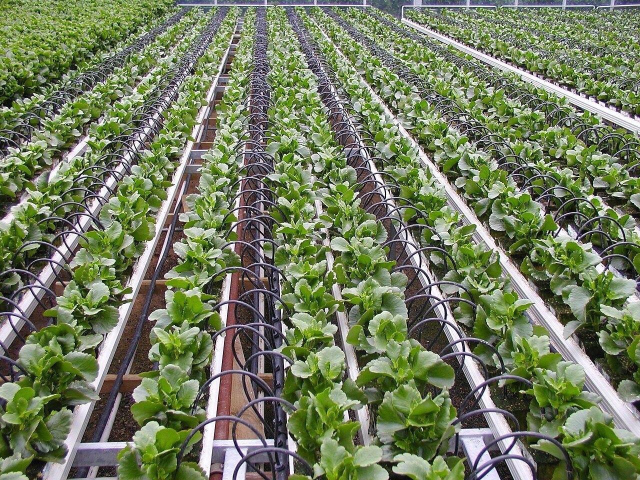 Laterals laid across cropped beds